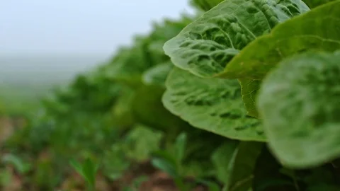 Fields &amp; Crops Video stock 113321969