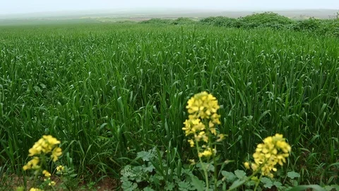 Fields &amp; Crops Stock Footage 113321973