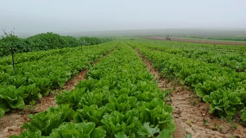 Fields &amp; Crops Stock Footage 113322001
