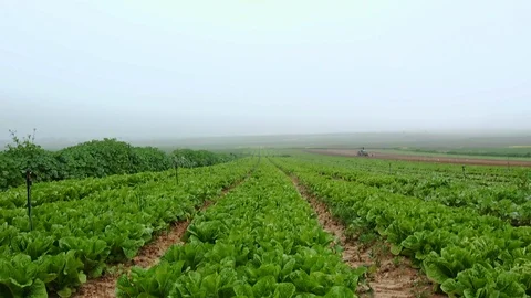 Fields &amp; Crops Stock Footage 113322002