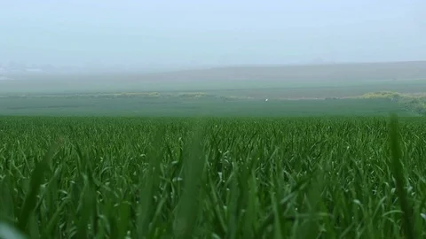 Fields &amp; Crops Stock Footage 113322011