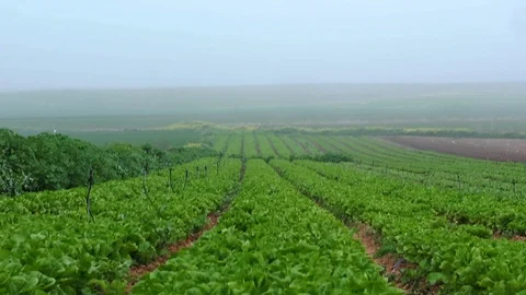 Fields &amp; Crops Stock Footage 113322015