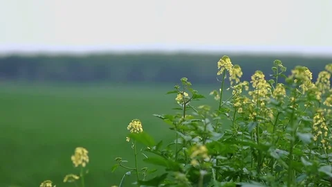 Fields &amp; Crops Stock Footage 113322039