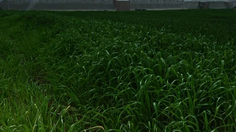 Fields &amp; Crops Stock Footage 113322044