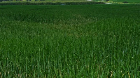 Fields &amp; Crops Stock Footage 113322055