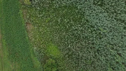 Fields of Crops Stock Footage 136348737