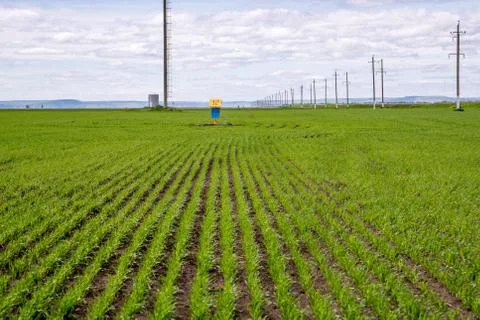 Fields with of crops Stock Photos