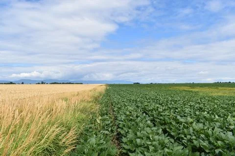 Fields in crops in summer Stock Photos