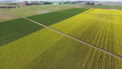 Fields of Daffodils Blooming in the Skagit Valley of Washington State Stock Footage 151226470