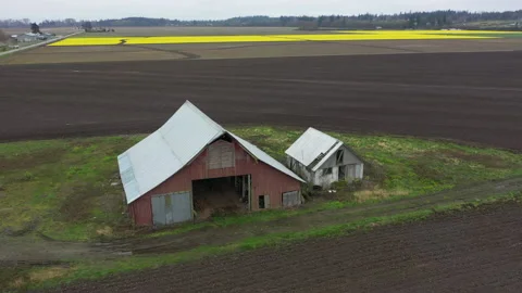 Fields of Daffodils Blooming in the Skagit Valley of Washington State Stock Footage 151282846