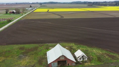 Fields of Daffodils Blooming in the Skagit Valley of Washington State Stock Footage 151283859