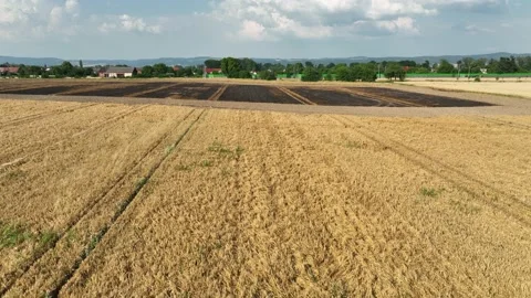 Fields damage fire burnt barley after blaze drone aerial wild drought dry flame Stock Footage 201394496