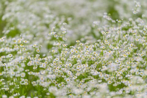 Fields of delicate daisies dance in the gentle breeze under a warm sunlit s.. Stock Photos
