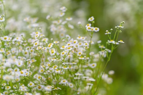 Fields of delicate daisies dancing in the gentle breeze on a sunny afternoo.. Stock Photos