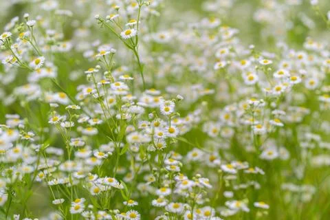 Fields of delicate flowers bloom vibrantly under the warm sun, painting the.. Stock Photos