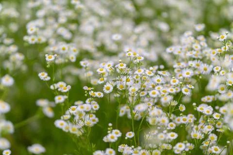 Fields of delicate white daisies dance in the gentle breeze under a bright .. Stock Photos