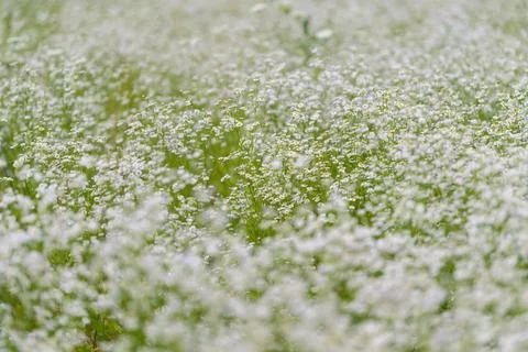 Fields of delicate white flowers dancing in the gentle breeze beneath a bri.. Stock Photos