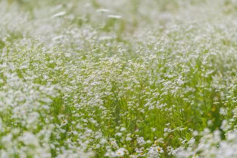 Fields of delicate white flowers sway gently under a warm sunny sky, inviti.. Stock Photos
