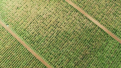 Fields with different agricultural crop types, aerial video Video stock 78115472