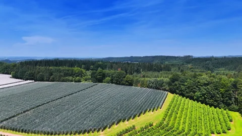 Fields with different agricultural plants growing in rows. Vídeos de archivo 313593998