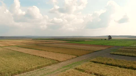 Fields of different colors surround countryside roads Stock Footage 139343338