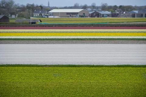 Fields of Different Coloured Flowers in Rural Area Stock Photos