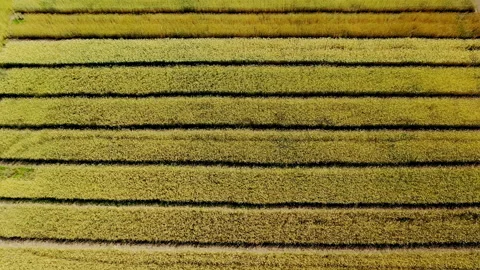 Fields with different varieties of wheat. View from above. Plantations with Stock Footage 202644732