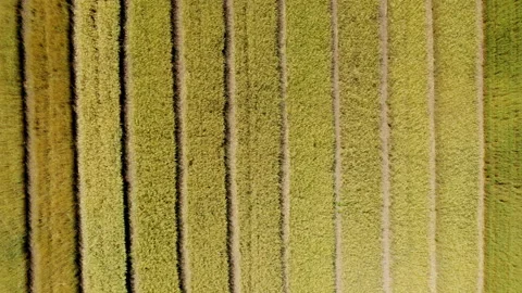 Fields with different varieties of wheat. View from above. Plantations with Stock Footage 203849140