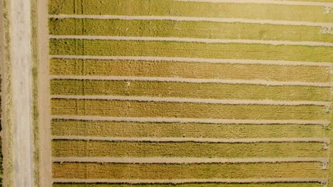 Fields with different varieties of wheat. View from above. Plantations with Stock Footage 204075602