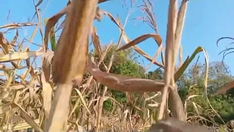 Fields of dry corn in the dry season. Stock Footage 336318974
