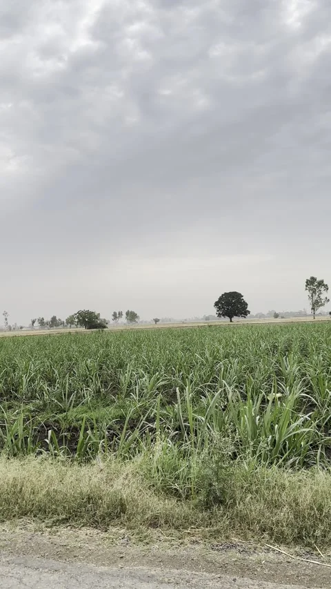 Fields during cloudy weather. Stock Footage 282425488