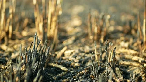 Fields ears burnt fire flame barley detail after blaze heat, wild drought dry Stock Footage 206526664