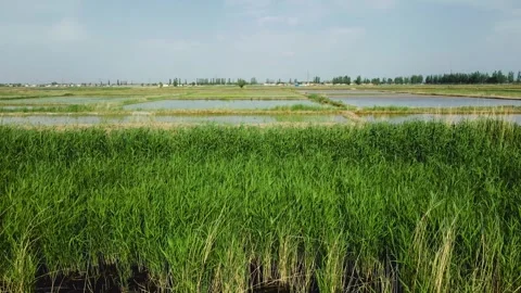 Fields of the earth, agriculture, fields 動画素材 258083720