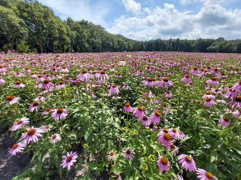 Fields of Echinacea purpurea  or eastern purple coneflower Stock Photos
