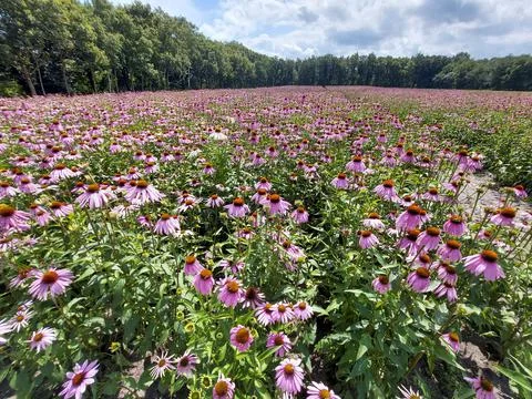 Fields of Echinacea purpurea  or eastern purple coneflower Foto stock