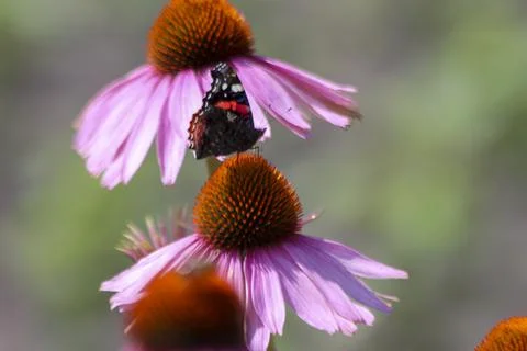 Fields of Echinacea purpurea  or eastern purple coneflower Stock Photos