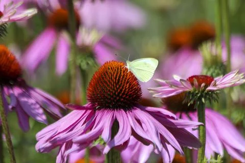 Fields of Echinacea purpurea  or eastern purple coneflower Stock Photos
