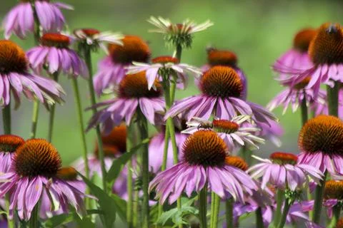 Fields of Echinacea purpurea  or eastern purple coneflower Stock Photos