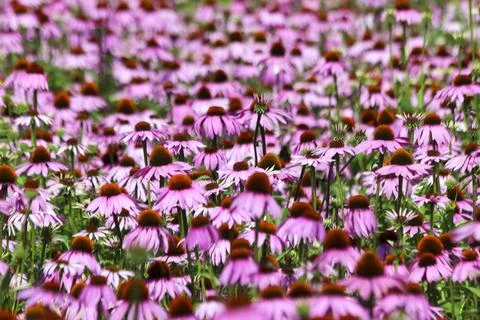 Fields of Echinacea purpurea  or eastern purple coneflower Stock Photos