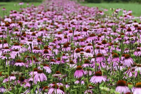 Fields of Echinacea purpurea  or eastern purple coneflower Foto stock