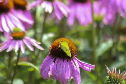 Fields of Echinacea purpurea  or eastern purple coneflower Stock Photos