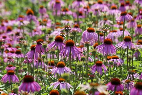 Fields of Echinacea purpurea  or eastern purple coneflower Foto stock