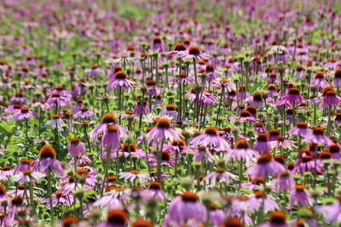 Fields of Echinacea purpurea  or eastern purple coneflower Foto stock