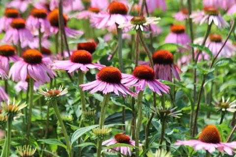 Fields of Echinacea purpurea  or eastern purple coneflower Stock Photos