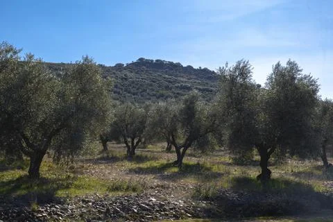 Fields of ecological olive cultivation of the cornicabra type against the light Stock Photos