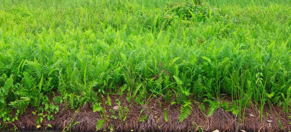 Fields of ferns Stock Photos