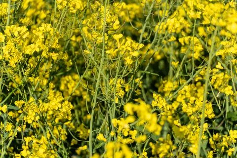 Fields Filled With Bright Yellow Flowers Under Clear Sky During the Day in .. Foto stock