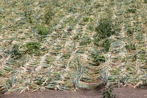 Fields filled with onions on dry fields in Dronten in the Noordoostpolder in  Stock Photos