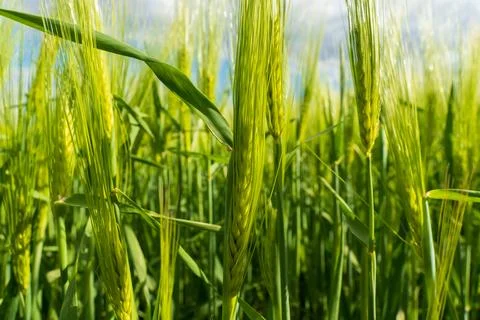 Fields filled with rye, wheat, and barley display lush greenery, indicating.. 库存照片