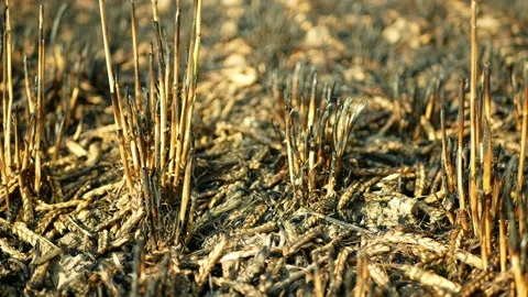 Fields fire blaze barley detail after flame wild drought dry black earth ground Stock Footage 206575321